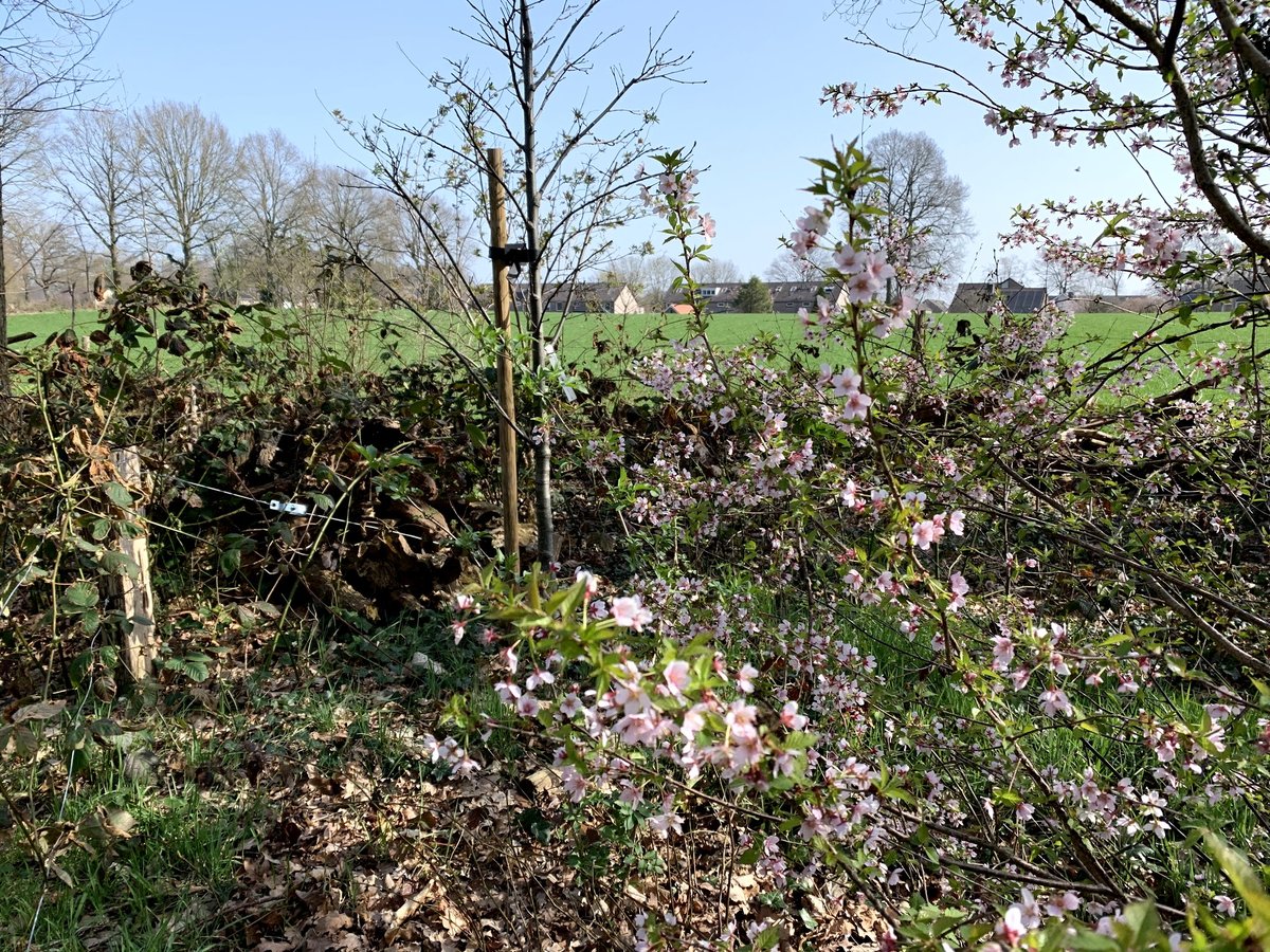 Bloesem in het Natuurbos