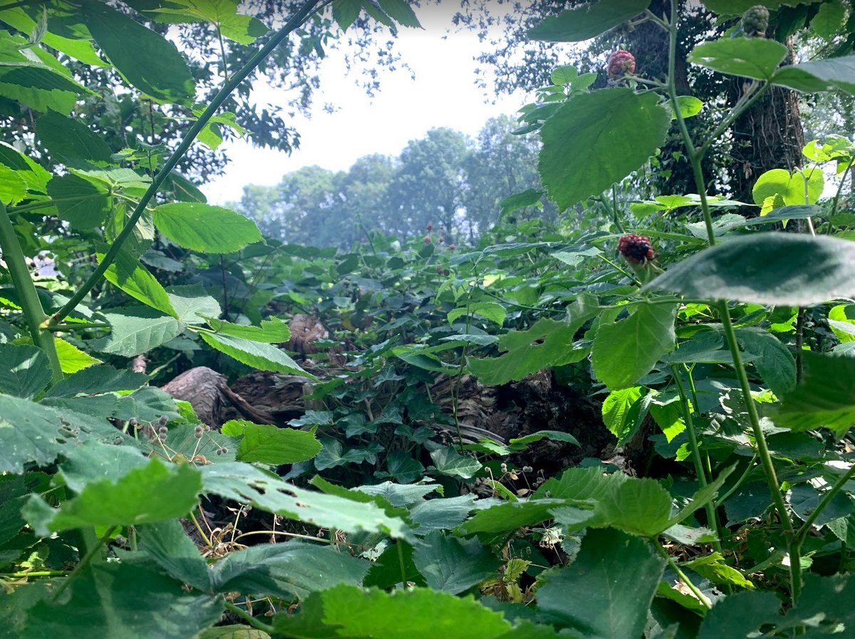Planten in het Natuurbos