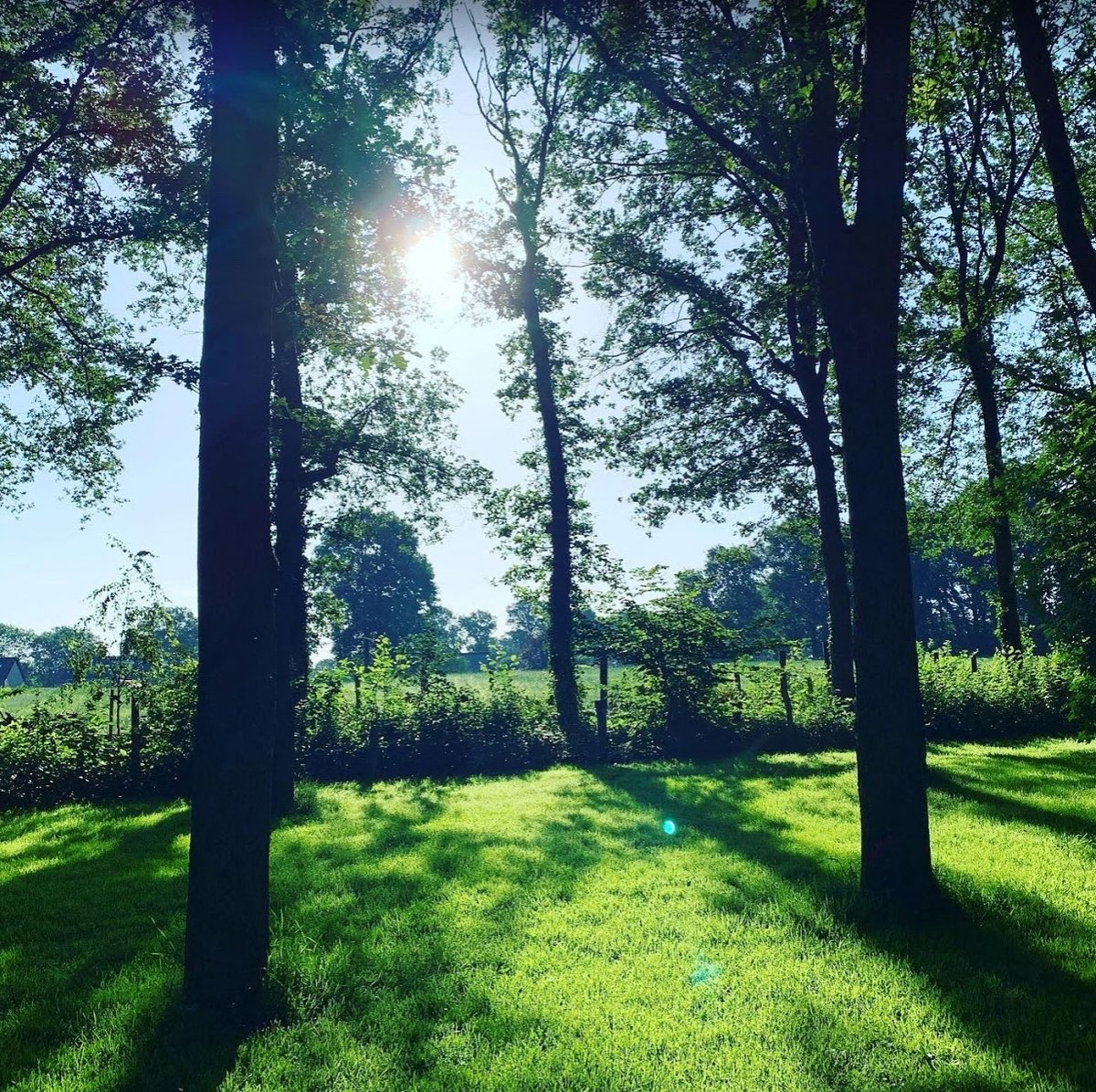 Een weide in het Natuurbos