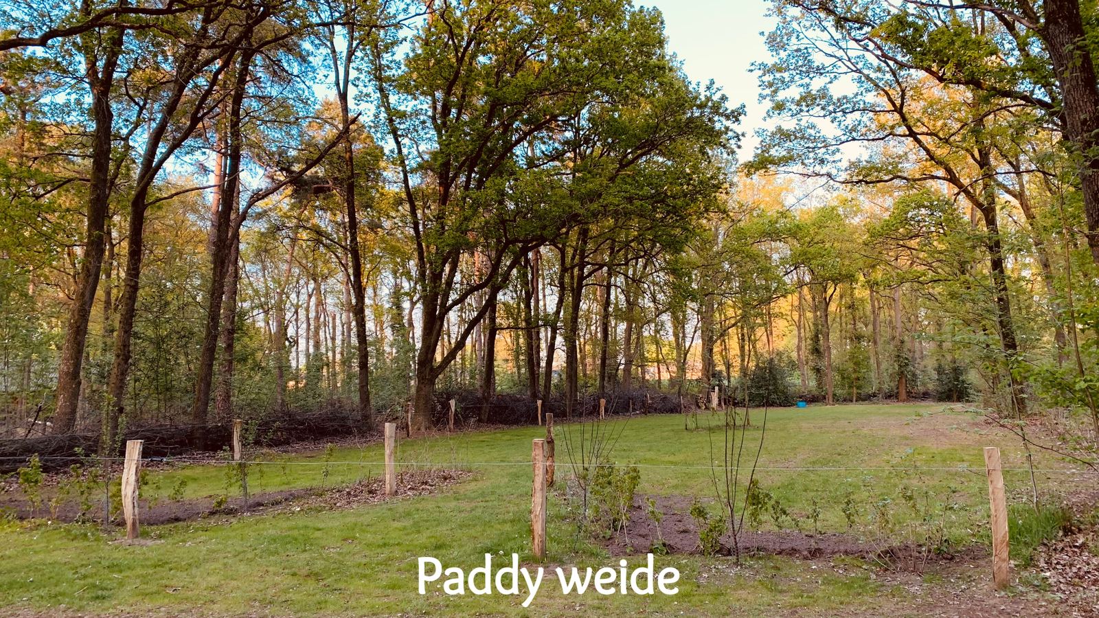 De paddy-weide